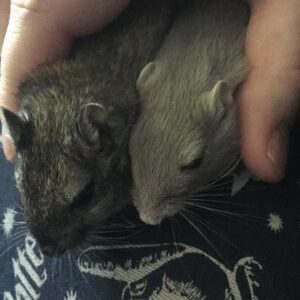 Kathrin Fricke Instagram - Zoomi und Petunia werden heute 1! 🥳 
Das Datum ist zwar nicht ganz 100% korrekt weil sie ja schon einige Wochen alt waren, als ich sie bekommen habe, aber sie sind ungefähr gleich alt und ein Jahr bei mir. Wenn man das letzte Bild anschaut sieht man wie dunkel Petunias Fell früher war. Sind beide schon etwas grauer geworden 😙👵🏻 Sie bitchen sich manchmal an, aber die meiste Zeit sind sie lieb und knuddelig und lassen sich immer gerne den Rücken kraulen. Man beachte die winzigen Augenringe die sie jetzt als erwachsene Damen haben #same