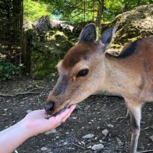 Kathrin Fricke Instagram - Ich habn Bambi gefüttert! Bambiii!
