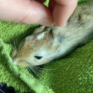 Kathrin Fricke Instagram - Ganz liebe Mäuse auf ihrem Kuschel-Handtuch. Ignorieren Sie die Kacke.