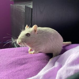 Kathrin Fricke Instagram - Weiß gar nicht was ich schreiben soll. Zoomi ist gestern gestorben. Einfach so. Sie war etwas groggy am morgen, hat eine kleine Ehrenrunde gedreht und sich dann schlafen gelegt. Gottverdammt ich vermiss sie.