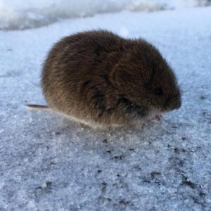 Kathrin Fricke Instagram - Bin in Norwegen. Hier gibt es: Schnee, Nordlichter, Schnee, noch mehr Schnee, Straßen mit Schnee, Berge mit Schnee und Hügel mit Schnee. Und Schnee-Mäuschen! FUN FACT: In Norwegen kostet ein Schlitten weniger als ne Packung Bacon 🥓🥶