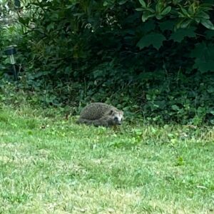 Kathrin Fricke Instagram - (Achtung Aragog 🕸️!) Bin zur Abwechslung mal draußen und treffe viele freundliche Tiere~ 🐈🦔🕷️