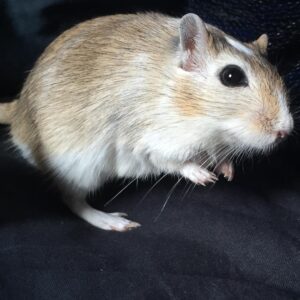 Kathrin Fricke Instagram - „Wieviele Mäuse hast du eigentlich?“
Vier. 
Bildreihenfolge: Fufu, Snickers, Zoomi und Petunia

Sie alle warnen mich mit Piepsen und Gestampfe wenn tödliche Gefahren drohen, zB wenn eine Taube am Fenster vorbeifliegt oder wenn ein Drehstuhl sich dreht. Oder wenn ich selbst etwas schneller als sonst aufstehe. ☠️