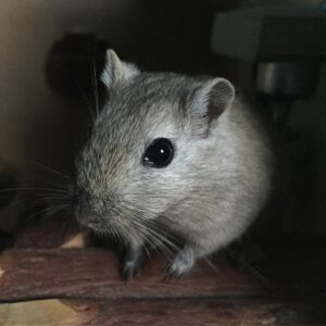 Kathrin Fricke Instagram - „Wieviele Mäuse hast du eigentlich?“
Vier. 
Bildreihenfolge: Fufu, Snickers, Zoomi und Petunia

Sie alle warnen mich mit Piepsen und Gestampfe wenn tödliche Gefahren drohen, zB wenn eine Taube am Fenster vorbeifliegt oder wenn ein Drehstuhl sich dreht. Oder wenn ich selbst etwas schneller als sonst aufstehe. ☠️