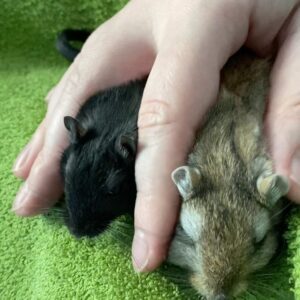 Kathrin Fricke Instagram - Mal ein Größenvergleich von Quintus und Schniggi. 😍 Ich benutz seit einiger Zeit ein Handtuch wenn ich mit den Mäusen knuddel, das verhindert Pipi- und Knabberattacken auf meine Hose und beruhigt sie glaub ich auch ein bisschen, weil es „ihr“ Handtuch ist, das nach ihnen riecht. Quintus ist übrigens immer noch die am lautesten piepsende Maus!