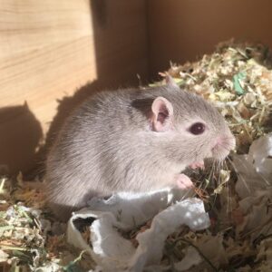 Kathrin Fricke Instagram - „Wieviele Mäuse hast du eigentlich?“
Vier. 
Bildreihenfolge: Fufu, Snickers, Zoomi und Petunia

Sie alle warnen mich mit Piepsen und Gestampfe wenn tödliche Gefahren drohen, zB wenn eine Taube am Fenster vorbeifliegt oder wenn ein Drehstuhl sich dreht. Oder wenn ich selbst etwas schneller als sonst aufstehe. ☠️