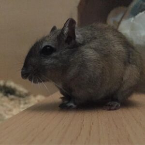 Kathrin Fricke Instagram - „Wieviele Mäuse hast du eigentlich?“
Vier. 
Bildreihenfolge: Fufu, Snickers, Zoomi und Petunia

Sie alle warnen mich mit Piepsen und Gestampfe wenn tödliche Gefahren drohen, zB wenn eine Taube am Fenster vorbeifliegt oder wenn ein Drehstuhl sich dreht. Oder wenn ich selbst etwas schneller als sonst aufstehe. ☠️