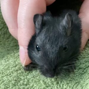 Kathrin Fricke Instagram - Quintus - aka der kleinste aber am lautesten piepsende Mäuserich der Welt!
📢🐭