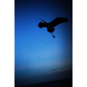 Kathryn Prescott Instagram - Florida
