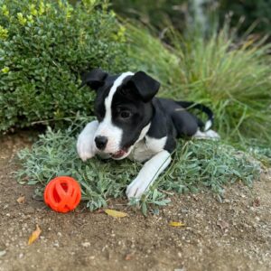 Katie Aselton Instagram - hello world! allow me to introduce you to MURPHY. murphy mezzrow duplass, a 10 week old jazz-loving lump of love. we are all (including blue) completely obsessed. he's just the sweetest. thank you to the team at @therealbark and to his incredible fosters for the most incredible early christmas gift. we love him so much already. ❤️ 

#adoptdontshop