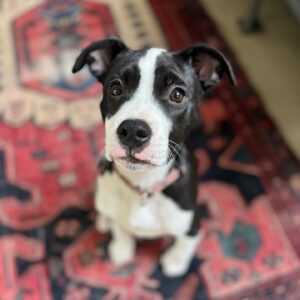 Katie Aselton Instagram - hello world! allow me to introduce you to MURPHY. murphy mezzrow duplass, a 10 week old jazz-loving lump of love. we are all (including blue) completely obsessed. he's just the sweetest. thank you to the team at @therealbark and to his incredible fosters for the most incredible early christmas gift. we love him so much already. ❤️ 

#adoptdontshop