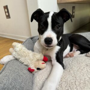 Katie Aselton Instagram - hello world! allow me to introduce you to MURPHY. murphy mezzrow duplass, a 10 week old jazz-loving lump of love. we are all (including blue) completely obsessed. he's just the sweetest. thank you to the team at @therealbark and to his incredible fosters for the most incredible early christmas gift. we love him so much already. ❤️ 

#adoptdontshop