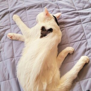 Katsura Hoshino Instagram - 【保護猫寄付金のご報告】

カツラダファミリアのスズリの収益36,100円を三太のふるさとの熊本のにゃわんさん（ @nyawan_kumamoto ）へ寄付させていただきました

カツラダファミリアへご参加・ご協力くださった皆さま、この度もありがとうございました！

サンチョロのような負傷猫ちゃんや保護猫ちゃんは沢山います

 にゃわんさん(@nyawan_kumamoto) のところでは毎日のように 傷病の猫ちゃんワンちゃんがレスキューされ、 彼らは治療に耐え ながらずっとのお家を待っています

引き続きカツラダファミリアを通して見守っていただけましたら嬉しいです

 どうぞよろしくお願いいたします

すべてのニャンニャンが幸せになりますように

#ハンデニャンニャン
#teko家卒猫
#下半身不随猫三太
#下半身不随猫チョロ
#サンチョロ
#哀れなリスナーにサンチョロの祝福を
#下半身不随猫
#下半身不随猫と暮らす
#压迫排尿猫
#圧迫排尿
#cat #rescuecat #ねこ #保護猫 #負傷猫 #熊本市動物愛護センタ一出身 #teko家の犬猫たち#花の木シェルター