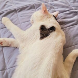 Katsura Hoshino Instagram - 【保護猫寄付金のご報告】

カツラダファミリアのスズリの収益36,100円を三太のふるさとの熊本のにゃわんさん（ @nyawan_kumamoto ）へ寄付させていただきました

カツラダファミリアへご参加・ご協力くださった皆さま、この度もありがとうございました！

サンチョロのような負傷猫ちゃんや保護猫ちゃんは沢山います

 にゃわんさん(@nyawan_kumamoto) のところでは毎日のように 傷病の猫ちゃんワンちゃんがレスキューされ、 彼らは治療に耐え ながらずっとのお家を待っています

引き続きカツラダファミリアを通して見守っていただけましたら嬉しいです

 どうぞよろしくお願いいたします

すべてのニャンニャンが幸せになりますように

#ハンデニャンニャン
#teko家卒猫
#下半身不随猫三太
#下半身不随猫チョロ
#サンチョロ
#哀れなリスナーにサンチョロの祝福を
#下半身不随猫
#下半身不随猫と暮らす
#压迫排尿猫
#圧迫排尿
#cat #rescuecat #ねこ #保護猫 #負傷猫 #熊本市動物愛護センタ一出身 #teko家の犬猫たち#花の木シェルター