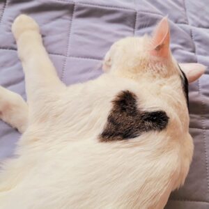 Katsura Hoshino Instagram - 【保護猫寄付金のご報告】

カツラダファミリアのスズリの収益36,100円を三太のふるさとの熊本のにゃわんさん（ @nyawan_kumamoto ）へ寄付させていただきました

カツラダファミリアへご参加・ご協力くださった皆さま、この度もありがとうございました！

サンチョロのような負傷猫ちゃんや保護猫ちゃんは沢山います

 にゃわんさん(@nyawan_kumamoto) のところでは毎日のように 傷病の猫ちゃんワンちゃんがレスキューされ、 彼らは治療に耐え ながらずっとのお家を待っています

引き続きカツラダファミリアを通して見守っていただけましたら嬉しいです

 どうぞよろしくお願いいたします

すべてのニャンニャンが幸せになりますように

#ハンデニャンニャン
#teko家卒猫
#下半身不随猫三太
#下半身不随猫チョロ
#サンチョロ
#哀れなリスナーにサンチョロの祝福を
#下半身不随猫
#下半身不随猫と暮らす
#压迫排尿猫
#圧迫排尿
#cat #rescuecat #ねこ #保護猫 #負傷猫 #熊本市動物愛護センタ一出身 #teko家の犬猫たち#花の木シェルター