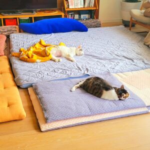 Katsura Hoshino Instagram - 【保護猫寄付金のご報告】

カツラダファミリアのスズリの収益36,100円を三太のふるさとの熊本のにゃわんさん（ @nyawan_kumamoto ）へ寄付させていただきました

カツラダファミリアへご参加・ご協力くださった皆さま、この度もありがとうございました！

サンチョロのような負傷猫ちゃんや保護猫ちゃんは沢山います

 にゃわんさん(@nyawan_kumamoto) のところでは毎日のように 傷病の猫ちゃんワンちゃんがレスキューされ、 彼らは治療に耐え ながらずっとのお家を待っています

引き続きカツラダファミリアを通して見守っていただけましたら嬉しいです

 どうぞよろしくお願いいたします

すべてのニャンニャンが幸せになりますように

#ハンデニャンニャン
#teko家卒猫
#下半身不随猫三太
#下半身不随猫チョロ
#サンチョロ
#哀れなリスナーにサンチョロの祝福を
#下半身不随猫
#下半身不随猫と暮らす
#压迫排尿猫
#圧迫排尿
#cat #rescuecat #ねこ #保護猫 #負傷猫 #熊本市動物愛護センタ一出身 #teko家の犬猫たち#花の木シェルター