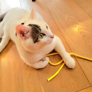Katsura Hoshino Instagram - 【保護猫寄付金のご報告】⁡
⁡⁡⁡
⁡⁡カツラダファミリアのnoteとUTmeの収益26,647円を @torchforanimals さまへ。⁡
⁡⁡
⁡カツラダファミリアのスズリの収益36,600円を @nyawan_kumamoto さまへ。
⁡
この度、以上の寄付を振り込ませていただきました。⁡⁡
⁡
⁡カツラダファミリアへご参加・ご協力下さった皆さま、ありがとうございました。⁡
⁡⁡
⁡サンチョロのような負傷猫ちゃんや保護猫ちゃんは沢山います。引き続きカツラダファミリアを通して見守って頂けましたら嬉しいです。⁡
⁡⁡
⁡すべてのニャンニャンが幸せになりますように🌷
⁡⁡
⁡⁡
⁡#teko家卒猫
#下半身不随猫三太
#下半身不随猫チョロ
#サンチョロ
#哀れなリスナーにサンチョロの祝福を
#下半身不随猫
#下半身不随猫と暮らす
#圧迫排尿猫
#圧迫排尿

#cat #rescuecat #ねこ #保護猫 #負傷猫 #熊本市動物愛護センター出身 #teko家の犬猫たち#花の木シェルター

⁡