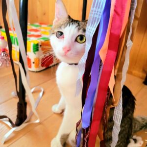 Katsura Hoshino Instagram - 【保護猫寄付金のご報告】⁡
⁡⁡⁡
⁡⁡カツラダファミリアのnoteとUTmeの収益26,647円を @torchforanimals さまへ。⁡
⁡⁡
⁡カツラダファミリアのスズリの収益36,600円を @nyawan_kumamoto さまへ。
⁡
この度、以上の寄付を振り込ませていただきました。⁡⁡
⁡
⁡カツラダファミリアへご参加・ご協力下さった皆さま、ありがとうございました。⁡
⁡⁡
⁡サンチョロのような負傷猫ちゃんや保護猫ちゃんは沢山います。引き続きカツラダファミリアを通して見守って頂けましたら嬉しいです。⁡
⁡⁡
⁡すべてのニャンニャンが幸せになりますように🌷
⁡⁡
⁡⁡
⁡#teko家卒猫
#下半身不随猫三太
#下半身不随猫チョロ
#サンチョロ
#哀れなリスナーにサンチョロの祝福を
#下半身不随猫
#下半身不随猫と暮らす
#圧迫排尿猫
#圧迫排尿

#cat #rescuecat #ねこ #保護猫 #負傷猫 #熊本市動物愛護センター出身 #teko家の犬猫たち#花の木シェルター

⁡