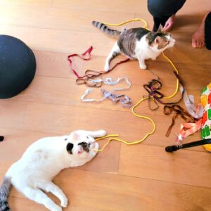 Katsura Hoshino Instagram - 【保護猫寄付金のご報告】⁡
⁡⁡⁡
⁡⁡カツラダファミリアのnoteとUTmeの収益26,647円を @torchforanimals さまへ。⁡
⁡⁡
⁡カツラダファミリアのスズリの収益36,600円を @nyawan_kumamoto さまへ。
⁡
この度、以上の寄付を振り込ませていただきました。⁡⁡
⁡
⁡カツラダファミリアへご参加・ご協力下さった皆さま、ありがとうございました。⁡
⁡⁡
⁡サンチョロのような負傷猫ちゃんや保護猫ちゃんは沢山います。引き続きカツラダファミリアを通して見守って頂けましたら嬉しいです。⁡
⁡⁡
⁡すべてのニャンニャンが幸せになりますように🌷
⁡⁡
⁡⁡
⁡#teko家卒猫
#下半身不随猫三太
#下半身不随猫チョロ
#サンチョロ
#哀れなリスナーにサンチョロの祝福を
#下半身不随猫
#下半身不随猫と暮らす
#圧迫排尿猫
#圧迫排尿

#cat #rescuecat #ねこ #保護猫 #負傷猫 #熊本市動物愛護センター出身 #teko家の犬猫たち#花の木シェルター

⁡
