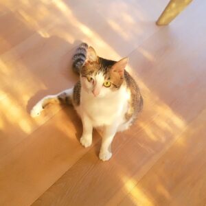 Katsura Hoshino Instagram - サンチョロはベッドが大好きで、降りたい時は自分でジャンプして降りれますが、将来のことも考えて思い切ってローベットに買い替えることにしました。

とはいえ、神戸引っ越しまであと4ヶ月ちょっと。

どうせなら新しいベッドは新居に直接入れたほうが引っ越し業者さんも手間がなかろうということで、今のベットは早々に売って、引っ越しまでリビングで私・オカン・サンチョロの家族みんなで布団敷いて寝よう！ということになりました。

やってみたら、ワイワイ言って寝るのがなんだか楽しい！

ただ、オカンいわく私の寝言が頻繁なうえに大声らしく「ビビる」とのことでした。
ごめんにょ……

#ハンデニャンニャン

#teko家卒猫
#下半身不随猫三太
#下半身不随猫チョロ
#サンチョロ
#哀れなリスナーにサンチョロの祝福を
#下半身不随猫
#下半身不随猫と暮らす
#圧迫排尿猫
#圧迫排尿
#cat #rescuecat #ねこ #保護猫 #負傷猫 #熊本市動物愛護センター出身 #teko家の犬猫たち#花の木シェルター