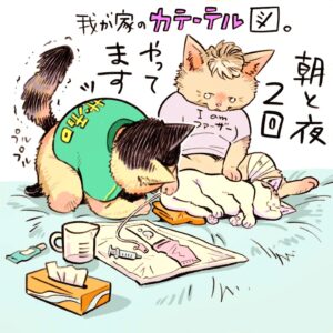 Katsura Hoshino Instagram - しばらく圧迫排尿をお休みしている三太は1日2回カテーテルをティンティンに入れてシッシッを出しております

カテーテルには、やる人間と補助する人間ふたりペアでやらねばなりません（安全のため）

カテーテルがよく分からない方もいるかなと思って描いてみました✦我が家は布団の上でやってるので、ぶっちゃけ毎回腰にきますが、三太がリラックスできないといけないため、このスタイルです！

こんな感じでやってんだ〜、と思ってもらえたら嬉しいス

#ハンデニャンニャン

#teko家卒猫
#下半身不随猫三太
#下半身不随猫チョロ
#サンチョロ
#哀れなリスナーにサンチョロの祝福を
#下半身不随猫
#下半身不随猫と暮らす
#圧迫排尿猫
#圧迫排尿
#cat #rescuecat #ねこ #保護猫 #負傷猫 #熊本市動物愛護センター出身 #teko家の犬猫たち#花の木シェルター