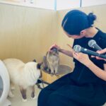 Kavka Shishido Instagram - . . ２週に渡ってお送りしました カラサタ in 猫カフェ . ザッツな猫撫で声で話し続けておりましたが ちゃんとお伝え出来ていましたでしょうか . . Moff animal cafe グランベリーパーク店にいる猫ちゃんたちはみんな穏やかで 気ままにそれぞれの時間を過ごす事の出来る素敵な空間でした . 人生初の猫カフェ 癒されたー . . 猫はやはり 良いですね . . @moff_grandberrypark