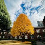 Kavka Shishido Instagram - . . 先日見た立教大学の銀杏の木 . 圧巻だわー . . 立教創立150周年記念 錚々たる方々と共にお祝いをする為 立教大学に出向いておりました . ひりひりする時間でしたが この銀杏の木と 久しぶりのパイプオルガンの音色に 癒されました . . 皆さんにもお裾分けー