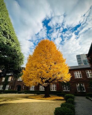 Kavka Shishido Instagram - .
.
先日見た立教大学の銀杏の木
.
圧巻だわー
.
.
立教創立150周年記念
錚々たる方々と共にお祝いをする為
立教大学に出向いておりました
.
ひりひりする時間でしたが
この銀杏の木と
久しぶりのパイプオルガンの音色に
癒されました
.
.
皆さんにもお裾分けー