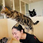Kavka Shishido Instagram - . . ２週に渡ってお送りしました カラサタ in 猫カフェ . ザッツな猫撫で声で話し続けておりましたが ちゃんとお伝え出来ていましたでしょうか . . Moff animal cafe グランベリーパーク店にいる猫ちゃんたちはみんな穏やかで 気ままにそれぞれの時間を過ごす事の出来る素敵な空間でした . 人生初の猫カフェ 癒されたー . . 猫はやはり 良いですね . . @moff_grandberrypark