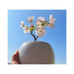 Kayako Abe Instagram – ♪

先日、友人にいただいた桜🌸

「満開になったよ！」とその友人に連絡をしたら「桜も初日をお祝いしてるんだね☺️」と返信が来ました！

なんだかとてもいい日だ！😊
幸せな気持ちになりました❣️

#桜
#満開