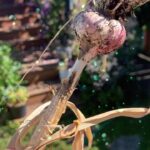 Keegan Connor Tracy Instagram – Homegrown garlic. Don’t kiss me tonight! 💋 🧄 
#garlic #organicgardening #garden #beautifulbc