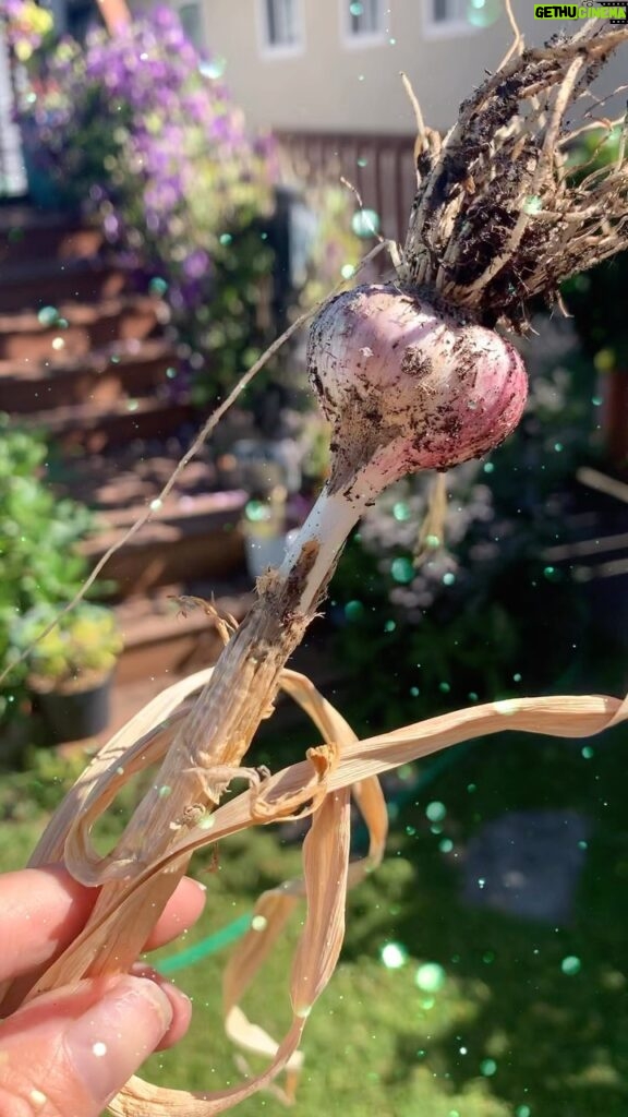 Keegan Connor Tracy Instagram - Homegrown garlic. Don’t kiss me tonight! 💋 🧄 #garlic #organicgardening #garden #beautifulbc