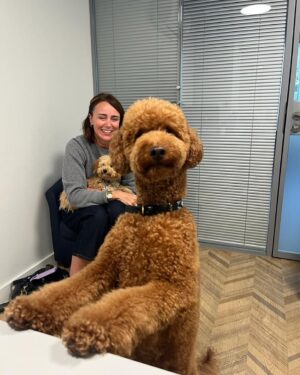 Keeley Hawes Instagram - Thank you @battersea for the newest member of our family. We couldn’t love her more. 
Buster is recovering. 
💙 

Edit! Just to be clear, the new addition is on my lap! 🐾

#rescueismyfavoritebreed 
📸 @janeyjanew