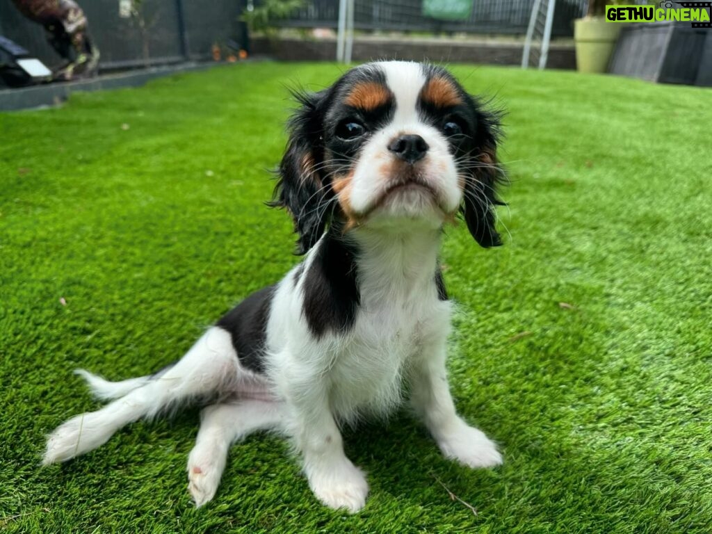 Kelly Helard Instagram - Bonjour bébé Nala 2 mois cavalier King charles comme sa grande sœur !! Un vrai bonheur vous verrez leur rencontre dans mamans et célèbres 🥰🥰🥰🥰 @elevagedelarichardelle merci 🙏 #zeropartenariat et merci aussi à notre ami @cyno_wild_academy pour avoir été présent lors de la présentation de nos 2 princesses ( être accompagné par un dresseur est tellement rassurant , vous me verrez paniqué )