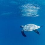 Kelly Helard Instagram - On va explorer un peu les profondeurs des Maldives ….