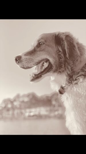 Kelsey Barnard Clark Instagram - I adopted Hank from a shelter right when I moved back to Dothan. He was the first large dog & rescue I’d ever really been around. He became my instant permanent best friend- as if I found my person in the form of a dog. He’s taught me what unconditional, selfless love looks like. I’ve become an adult, a business owner, a wife, a mother & began new careers all with him by my side. His life started a fire in me to work with, advocate for & donate to shelters. 

We just found out Hank has a very aggressive form of cancer. He may have weeks, he may have months. Is it better to know ? I don’t know. But I consider every day I get a gift.