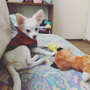 Kenia Gascón Instagram - Tarde de juegos. #chihuahuas #lovingchihuahua #💜