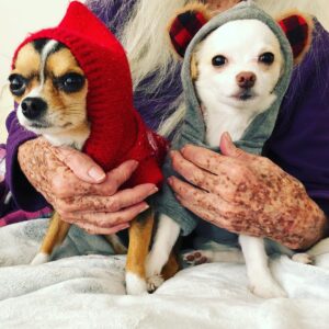 Kenia Gascón Instagram - Qué día tan helado!!! #chihuahuas #lovingchihuahua #💜dogs
