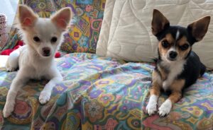 Kenia Gascón Instagram - Escuchando a su madre. #chihuahuas #lovingchihuahua