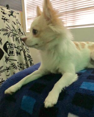 Kenia Gascón Instagram - Cómo creció mi bebé #chihuahuas