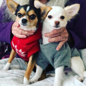 Kenia Gascón Instagram - Yinyan. El dúo dinámico #chihuahua #lovingchihuahua #chihuahuas #chihuahuastyle #chihuahuasofinstagram