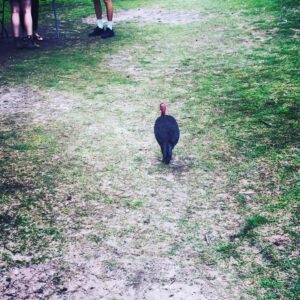 Kestie Morassi Instagram - Sassy bush turkey 😏🦃