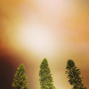 Kestie Morassi Instagram - While the East Coast of our country is up in flames and already over 1 million hectares of land destroyed already, lives lost and fires still raging . . . .
Here are ways you can help: — Links in all these Bios !!! DONATE 💰
The Rural Fire Services on the front line @nswrfs need donations 
@redcrossau Disaster Relief and Recovery 
@salvosau Emergency Services Appeal 
@gofundme pages exist to help communities destroyed by fire and to support victims and firefighters — Search >> mid coast bushfire relief

HELP WILDLIFE 🐨
@portmacquariekoalahospital @wireswildliferescue 
@therescuecollective

PUT SOCIAL MEDIA PRESSURE ON POLITICIANS AND GOVERNMENTS TO TAKE CLIMATE ACTION 🗜
NSW premiere @gladysb tag @scottmorrisonmp and #attnscottmorrison

SIGN A PETITION 📝 (takes 30 seconds) 
Like the one at @changedotorg 
launched by legend @mareelowes (link in her bio) urging @scottmorrisonmp to meet with emergency experts about firefighting resources and climate action

To learn more ways you can help go to angel @ecowarriorprincess and click on link in bio and visit “Latest Articles” 
#nswbushfires #qldbushfires #nswbushfirebrigade