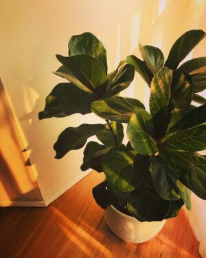 Kestie Morassi Instagram - Golden hour with Ted #notdead #fiddleleaffig