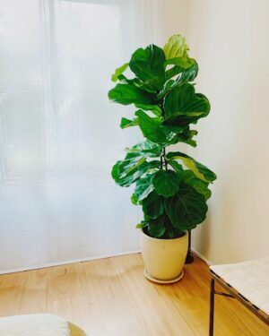 Kestie Morassi Instagram - •
I hereby name this Ficus, Lou. 
You’re my Ficus number two.
Larger than I thought you’d be,
You’re pretty much a fucking tree. 
Big and tall with leaves that loom, 
Please don’t die in my bedroom
#fiddleleaffig #prayforlou