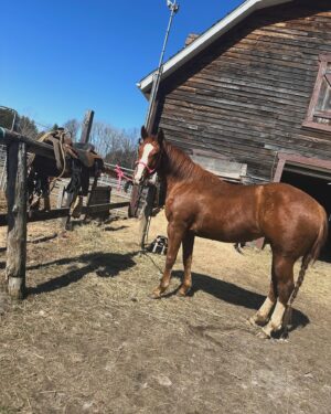 Kim Clavel Instagram - A casual reminder that life can be so lovely 🤍🐴🐐🥊☀️

#photodump #boxing #horsebackriding #goodlife #femaleathlete #trainingcamp