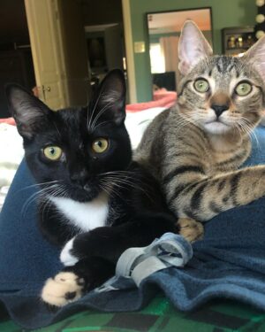 Kim Matula Instagram - 1 year ago today we adopted these little baby booties. Fievel and Weston 😻😻 I miss them so much while I’m here in Arkansas.. @bengoldberg please send more pictures kthxbyeee #adoptdontshop