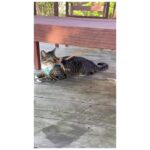 Kim Hee-ae Instagram - . 요즘 근황 -> 춘식이 엄마 😺 평화로운 제주에서의 일상을 가득 채워주는 우리 집 냥이에요 😻😽 춘식이가 단잠을 깨워도 그저 사랑스러운 집사의 삶 🤍 #김희애 #KIMHEEAE #냥집사 #춘식이는 #이불정리면제 #귀여우니까 @yg_stage