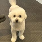 Kim Jung-eun Instagram – 강아지만 보면  찍어요 찰칵찰칵