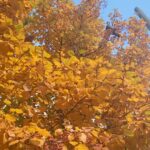 Kim Min-jung Instagram - . 차 소리와 새소리가 섞인 도심의 가을도 , 꽤나 로맨틱하지요 🍂🍃🤎